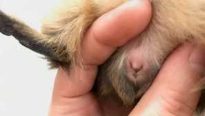 Kako določiti tla morskega prašiča